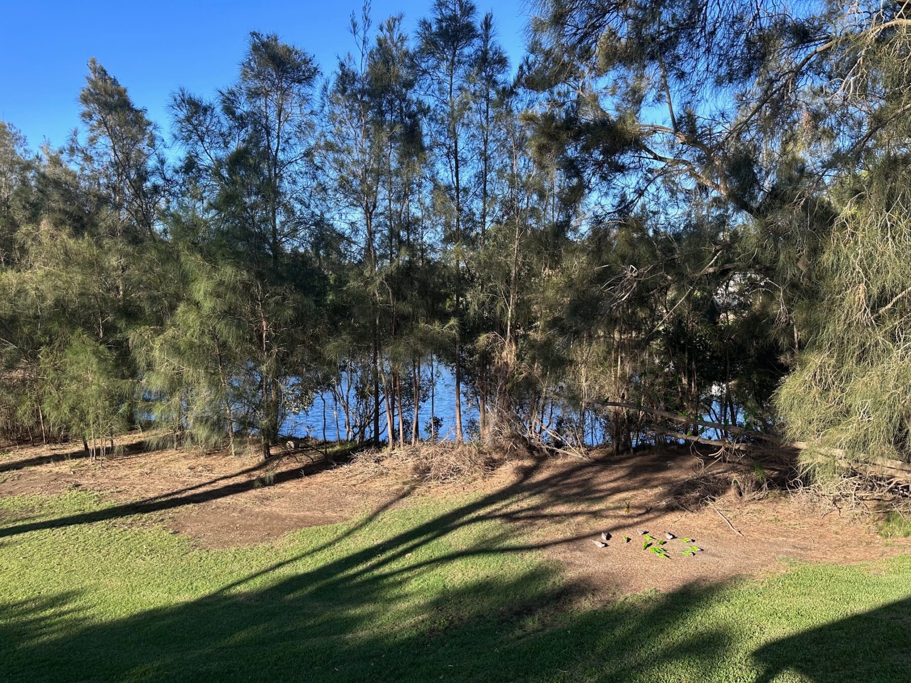 Rental: 7/8 Ottelia Drive, Elanora, QLD, 4221 photo-3